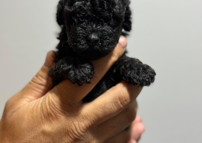 Toy poodle